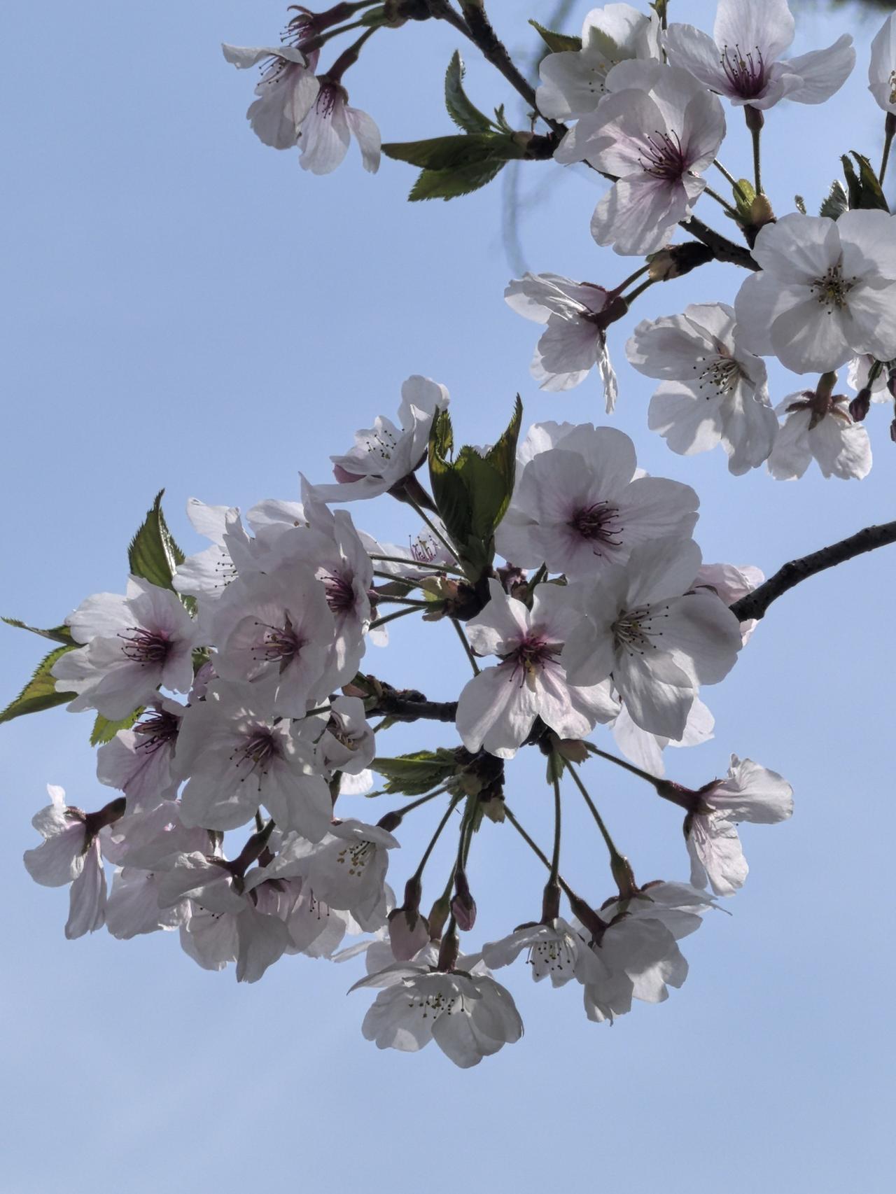 梨花，美而不艳，清新脱俗。
——摄于街边花园。