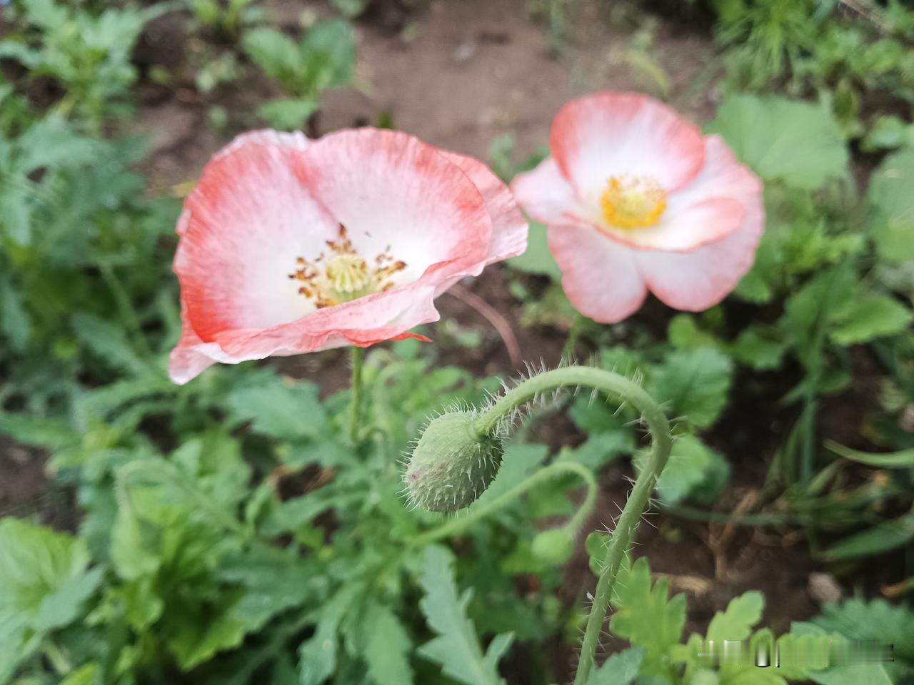细雨伴我眠
早上，睁眼听到窗外的雨声，这又下雨了。
昨晚，把孙女送上儿子的车，我