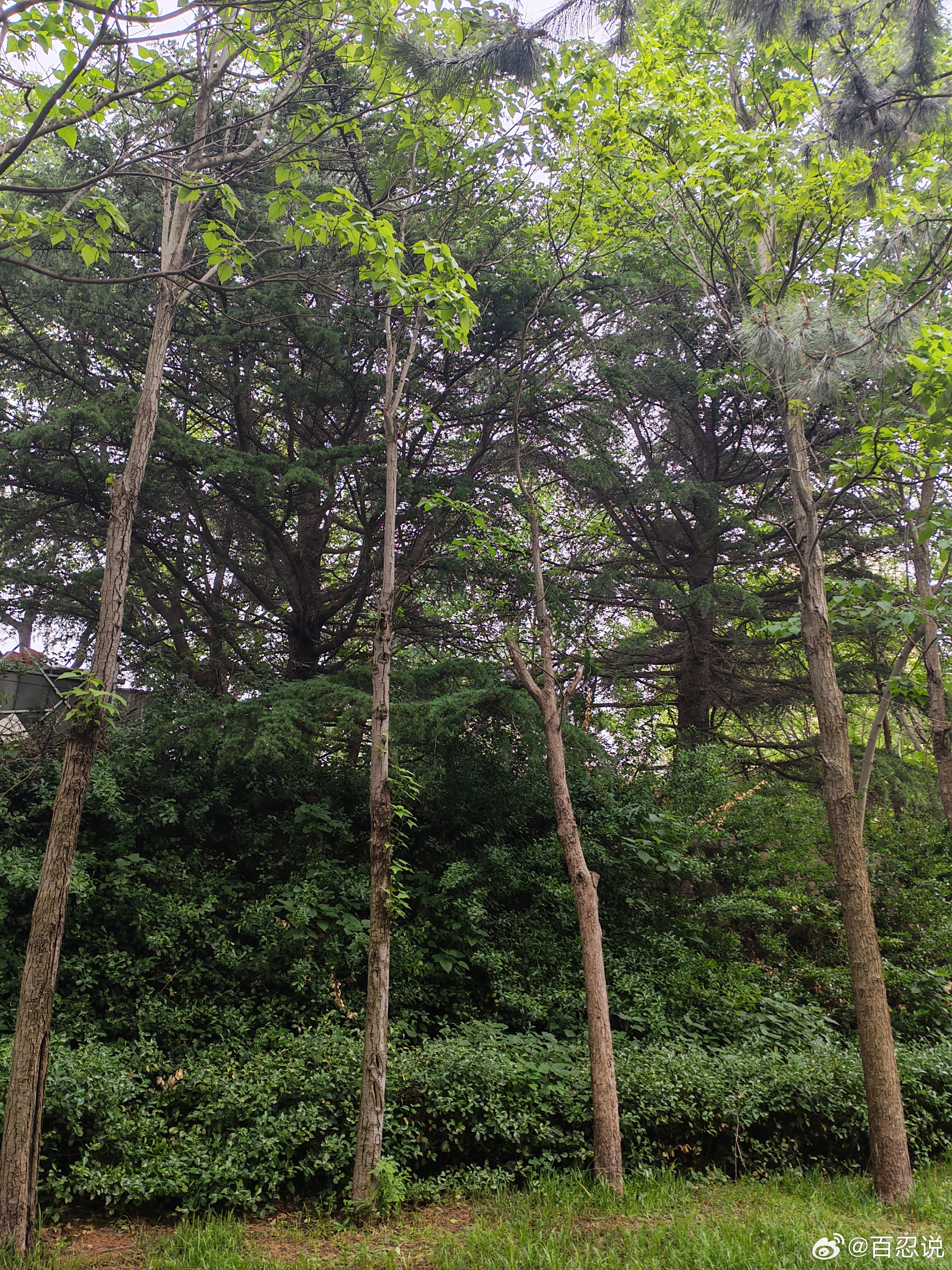 铜川路西边这片黑松林生长了几十年了，经过规划，终于保留下来。铜川路东边也有几棵参