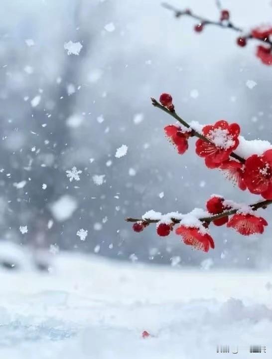 鹧鸪天·雪之欢
六出飞花下宇寰，乘风飘落即神仙。
平生未负人尘愿，近岁犹循天路还