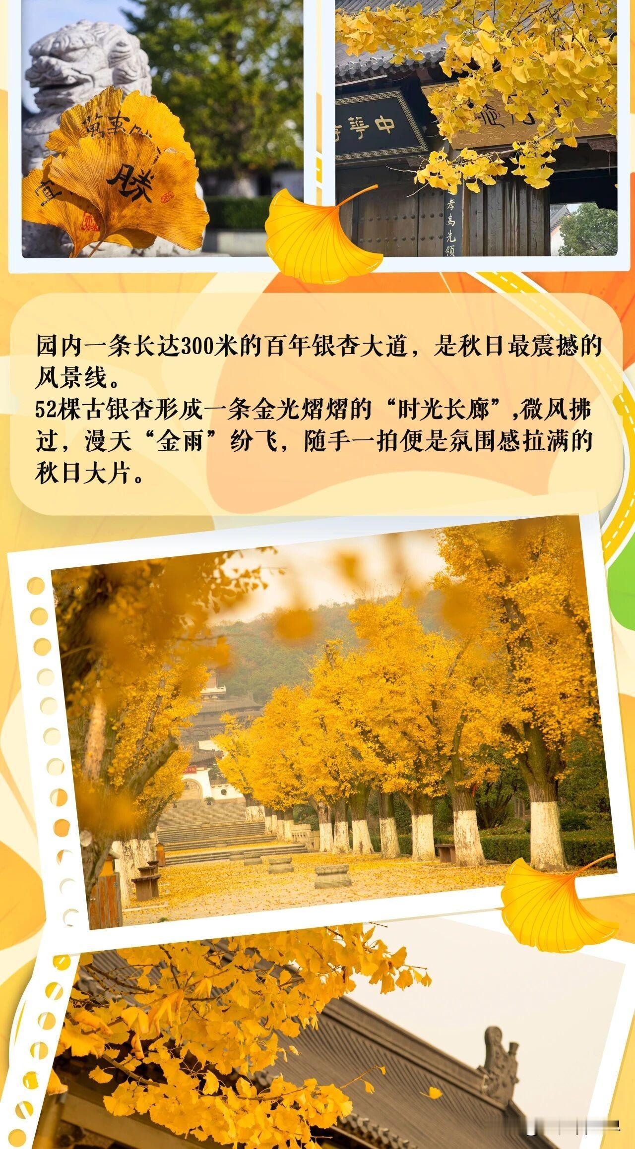 一场秋日盛宴即将温柔启幕！这个时节，千万别错过这场限定的秋日浪漫——

太湖湾银