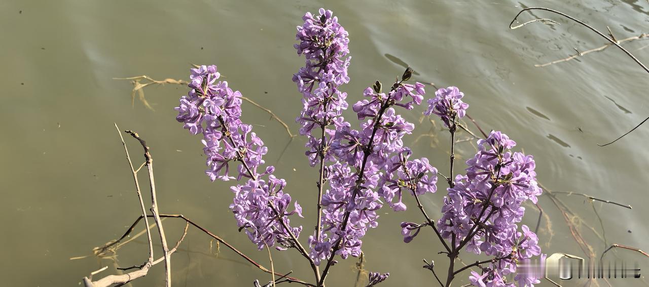 它生长在荆峪沟沟底、水边。问了一下当地老百姓，他们说这是“老鼠花”，有毒，不能随