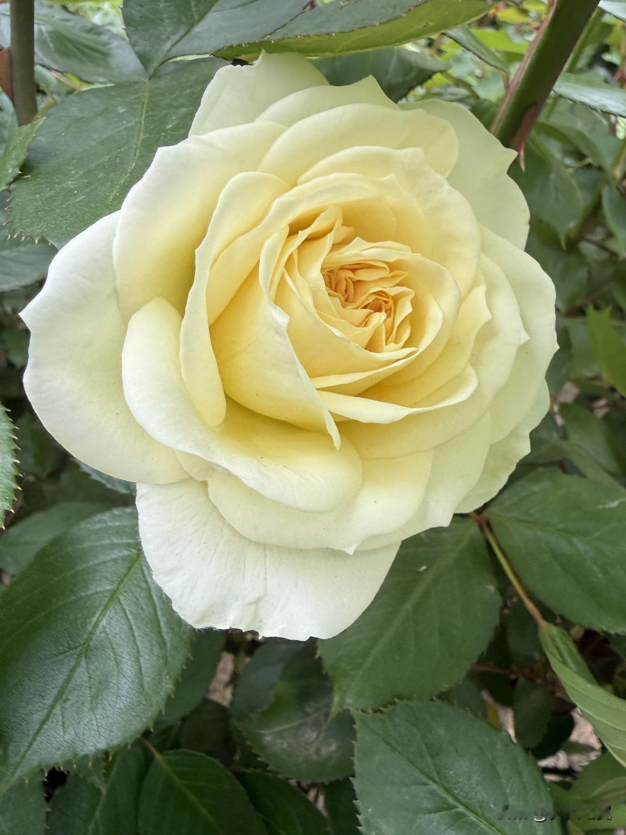 【小对联】
上：……？
下：盛年。