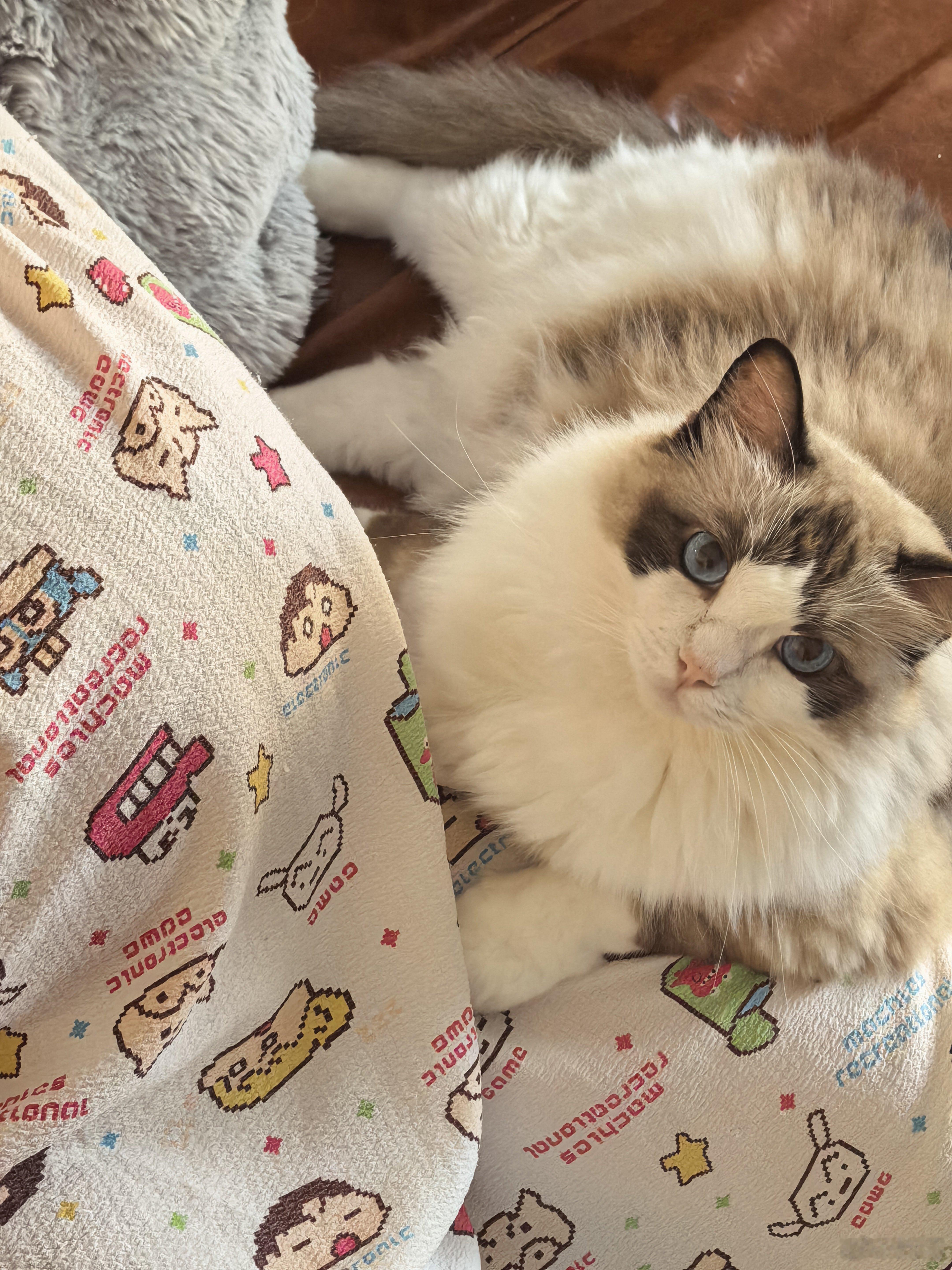 猫猫天天替我胎教。汤包的煲崽日记
