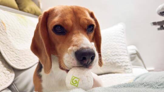 比格犬布鲁酱：你看的到我对玩球的渴望么