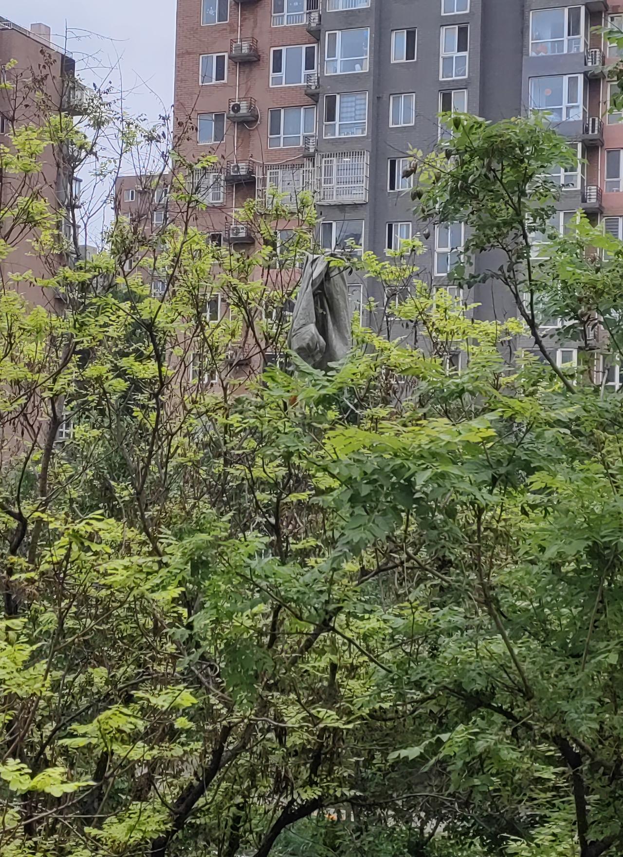饭后跟老公午休，突然看到他打着赤膊，穿着条红裤衩，真是没忍住感叹了一番。

中午