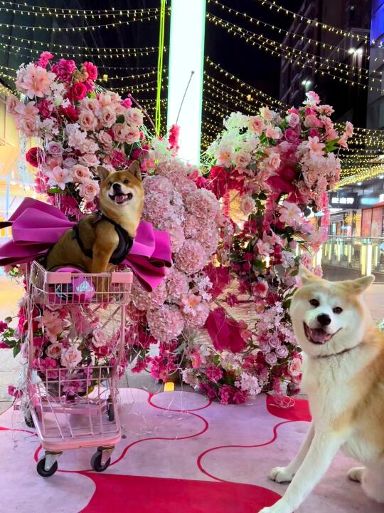 小八嘎的生日夜🌸🌼