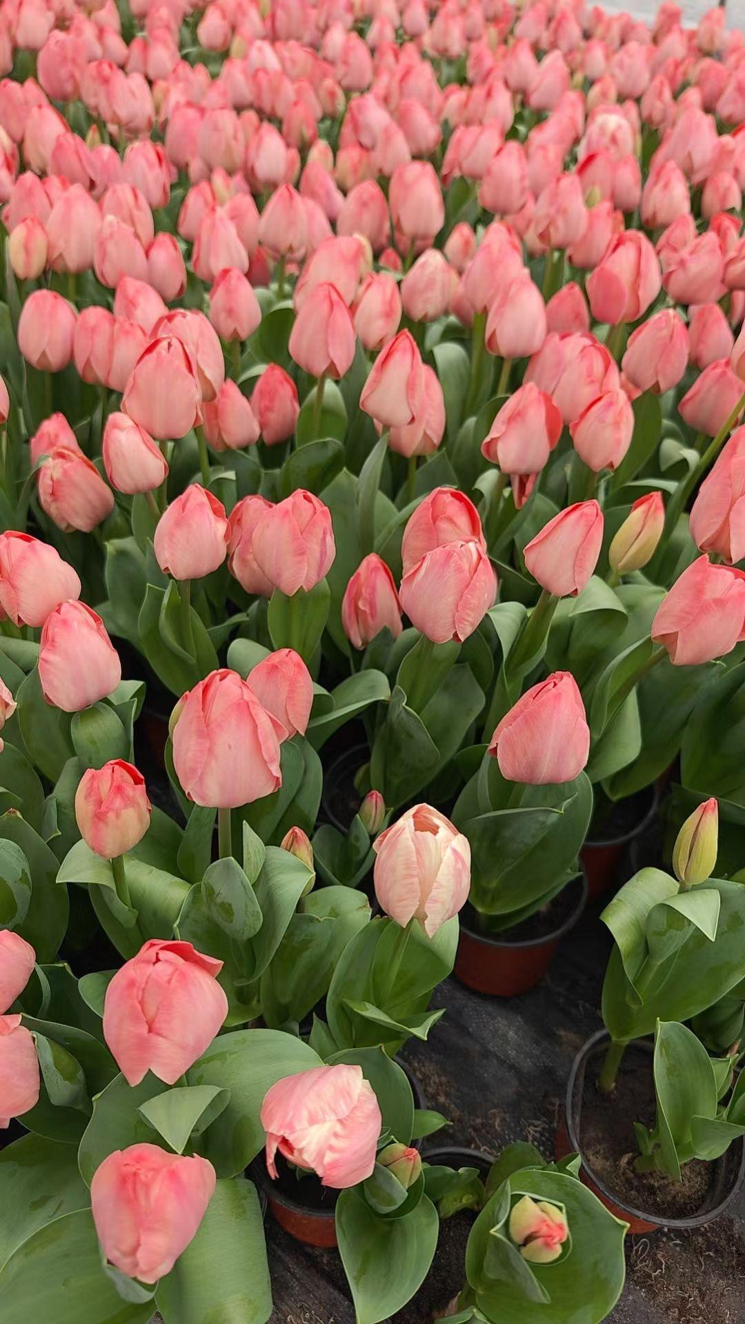 自己种的郁金香 郁金香花海 郁金香花盆栽 郁金香种植 多种颜色郁金香