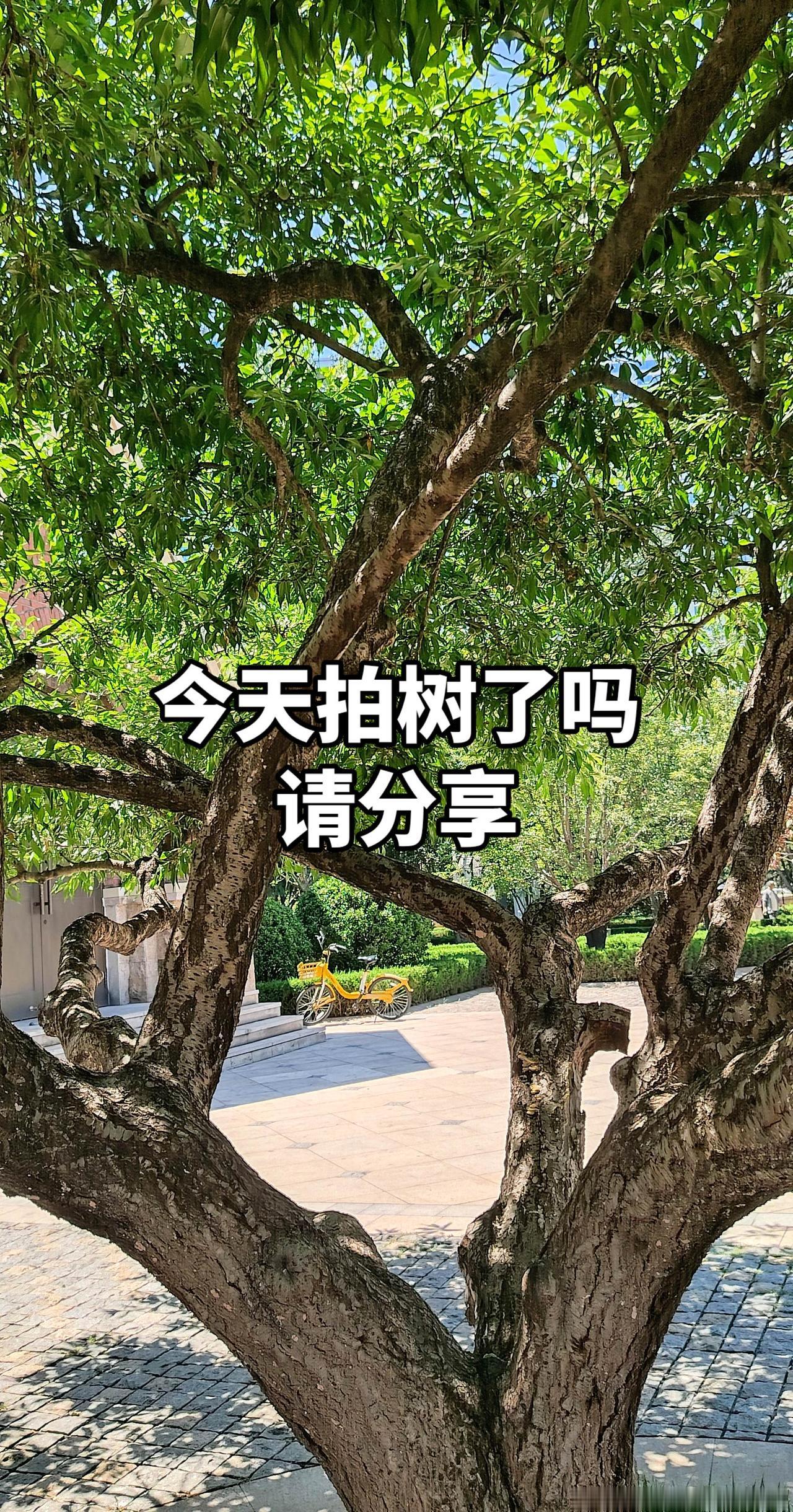真实生活分享计划树的治愈感 树与天空美照 树景随拍