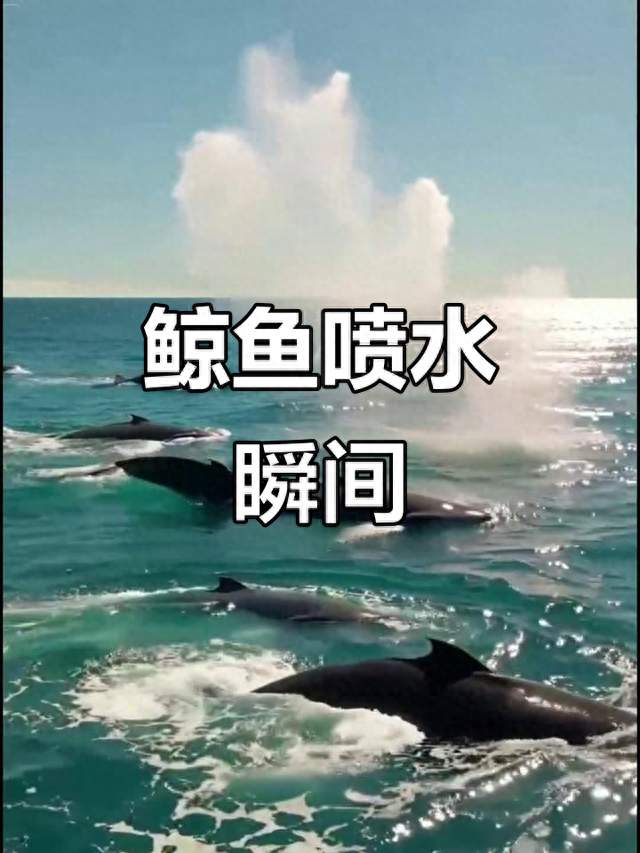 鲸鱼为什么会“喷水”？原来几十年里，很多人都理解错了