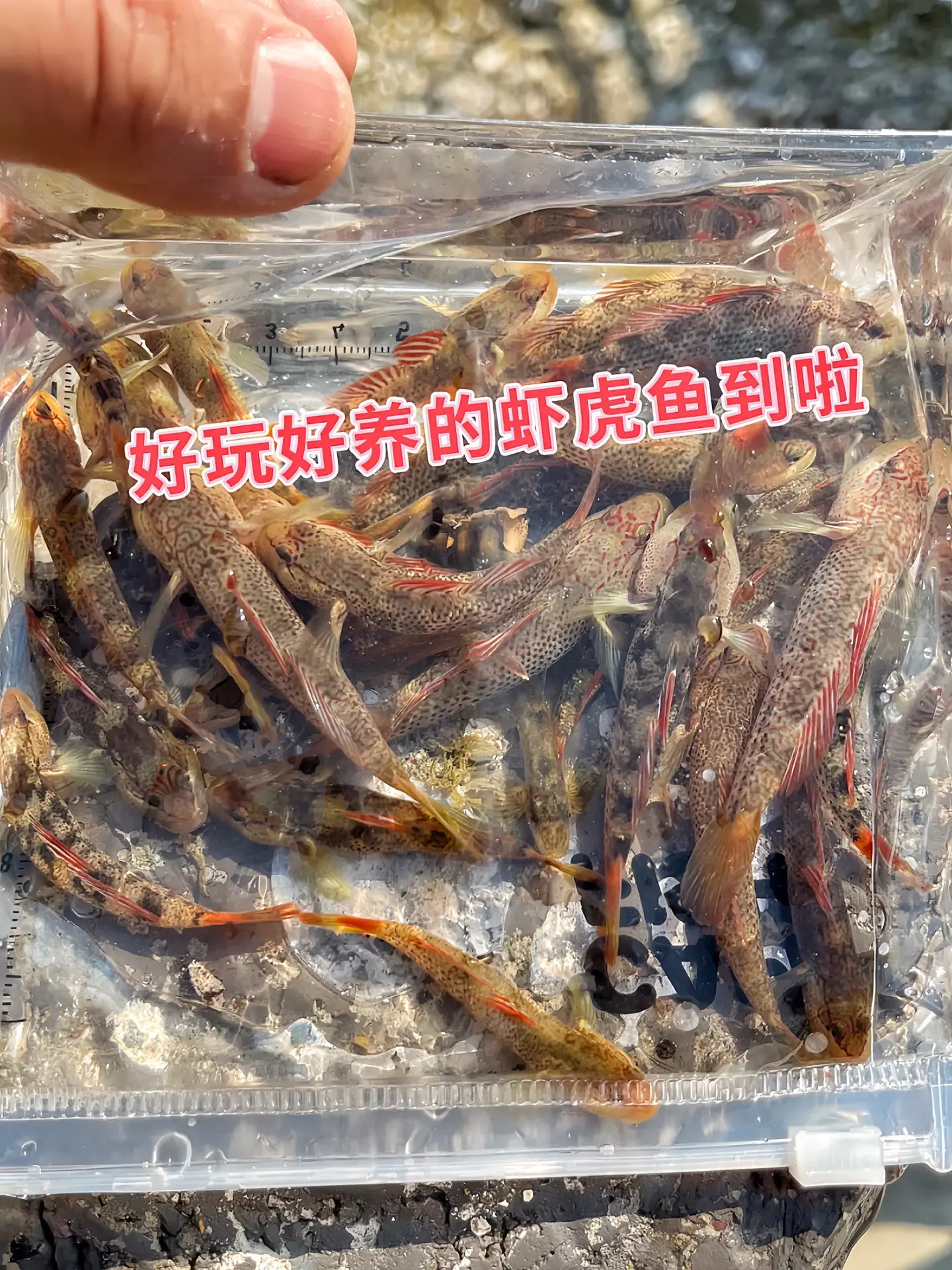 1. 天然清道夫：鱼缸里的“勤劳小卫士”上线！虾虎鱼化身活体清洁队，主...
