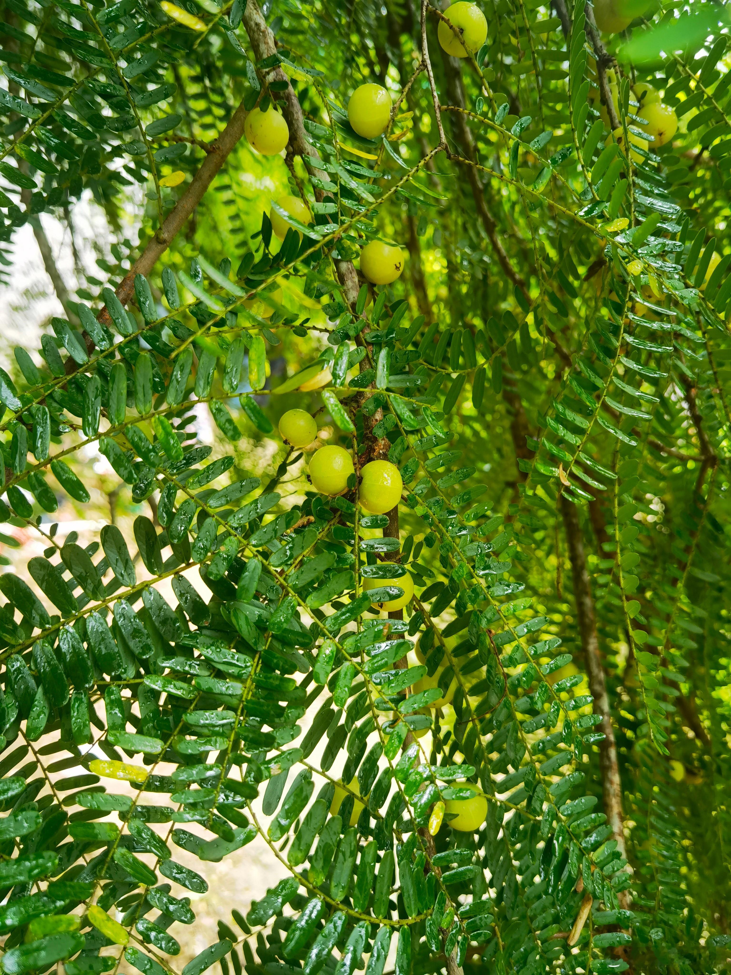 随手拍偶遇油柑树，油柑子压满枝阳江 阳江