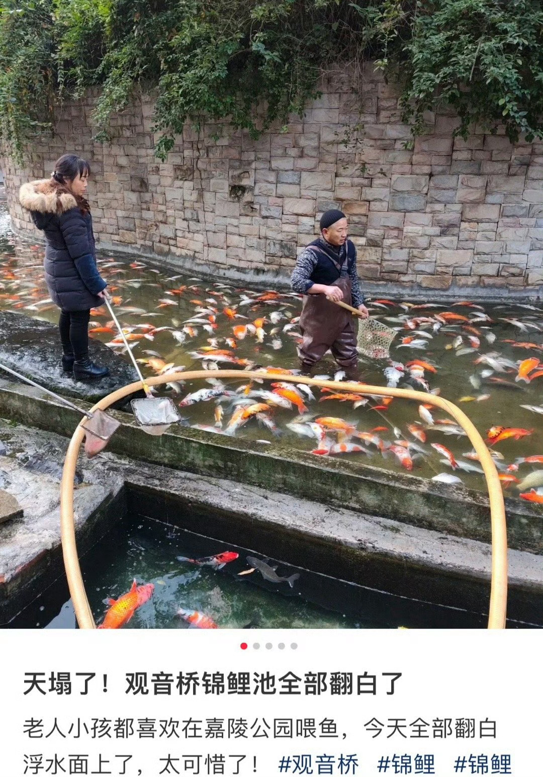 重庆观音桥锦鲤大量死亡 我的妈呀为啥突然莫名其妙全si了😱😱池塘一直是这环境