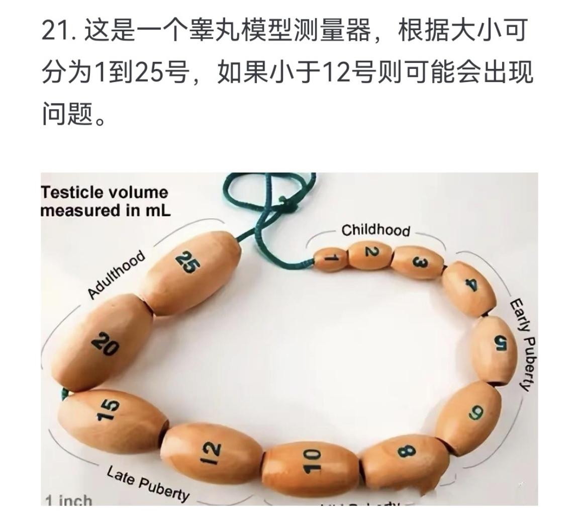 这是一个睾丸模型测量器