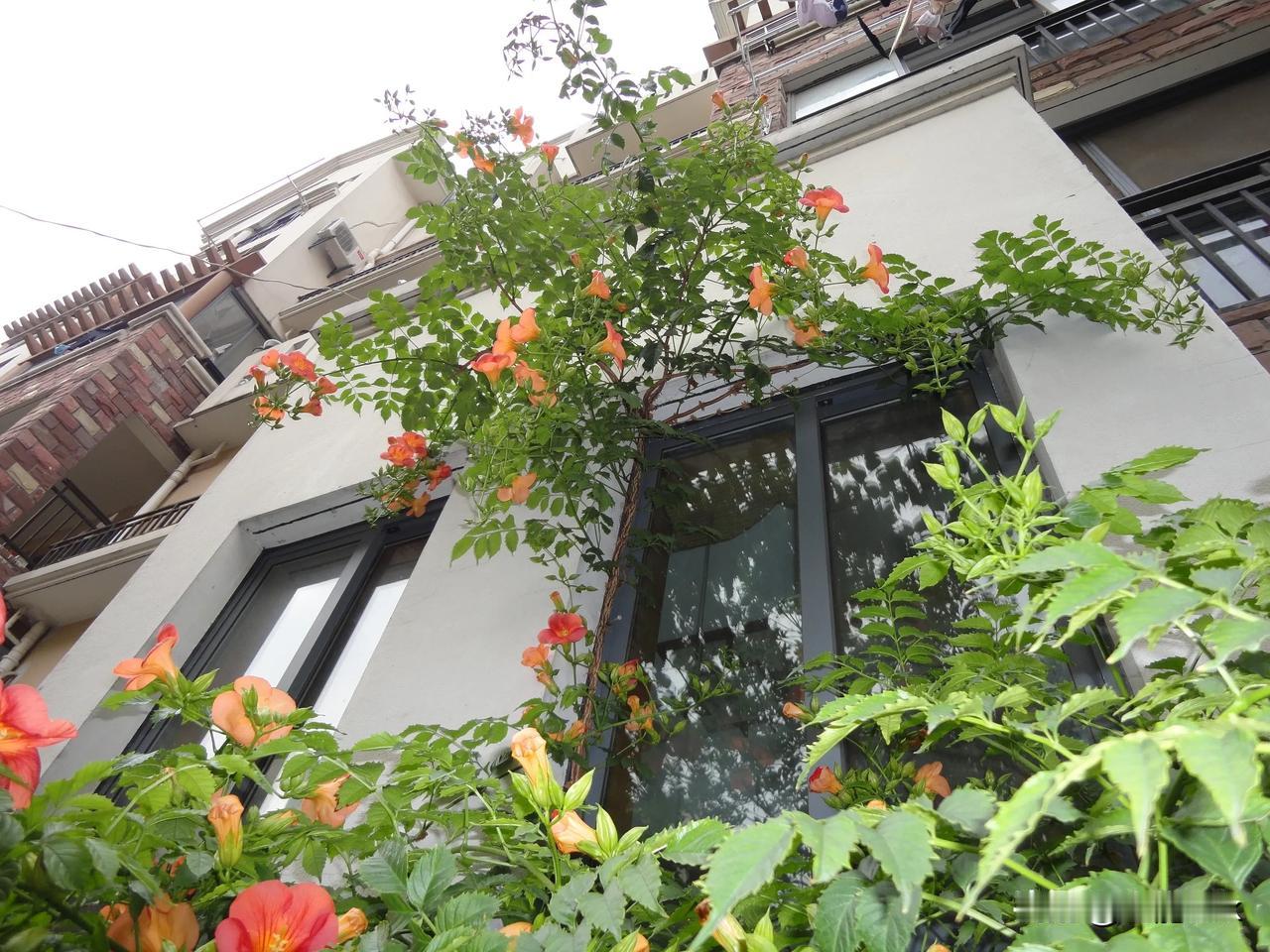#分享你手机中的花花草草#
我的住宅窗户上掛满了凌霄花，每天起床看到它们就心花怒