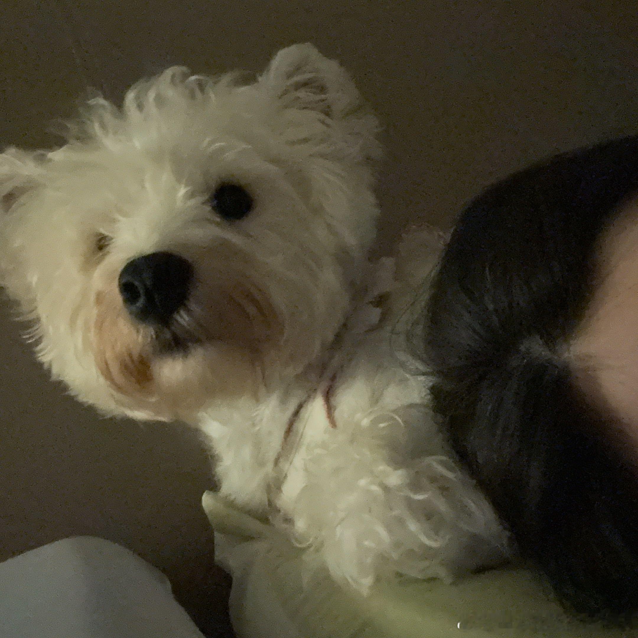 不呆给妈妈当小枕头的呆🐶 