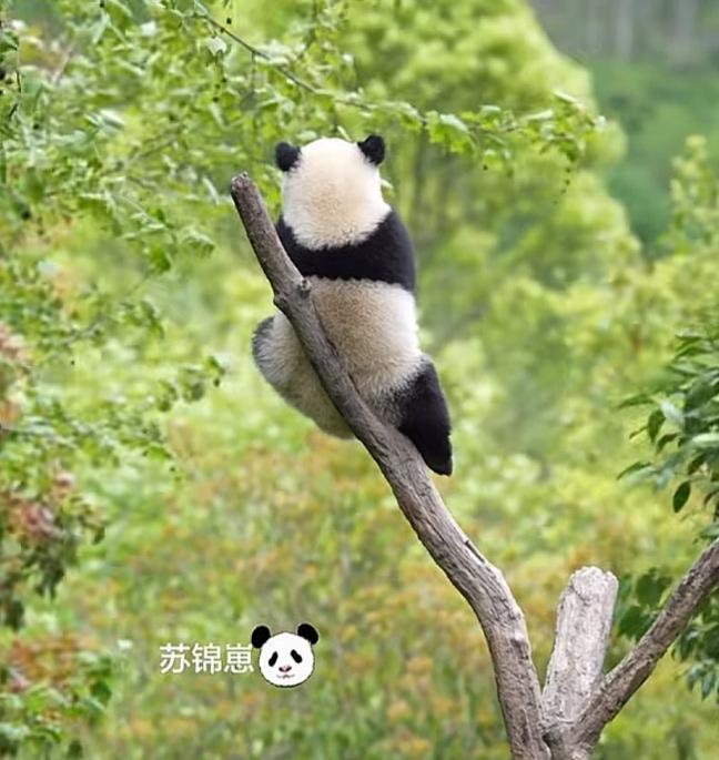 苏锦崽坐在高高的树杈上欣赏周围美丽的风景，模样真可爱，特别是远景的背影，小小的一