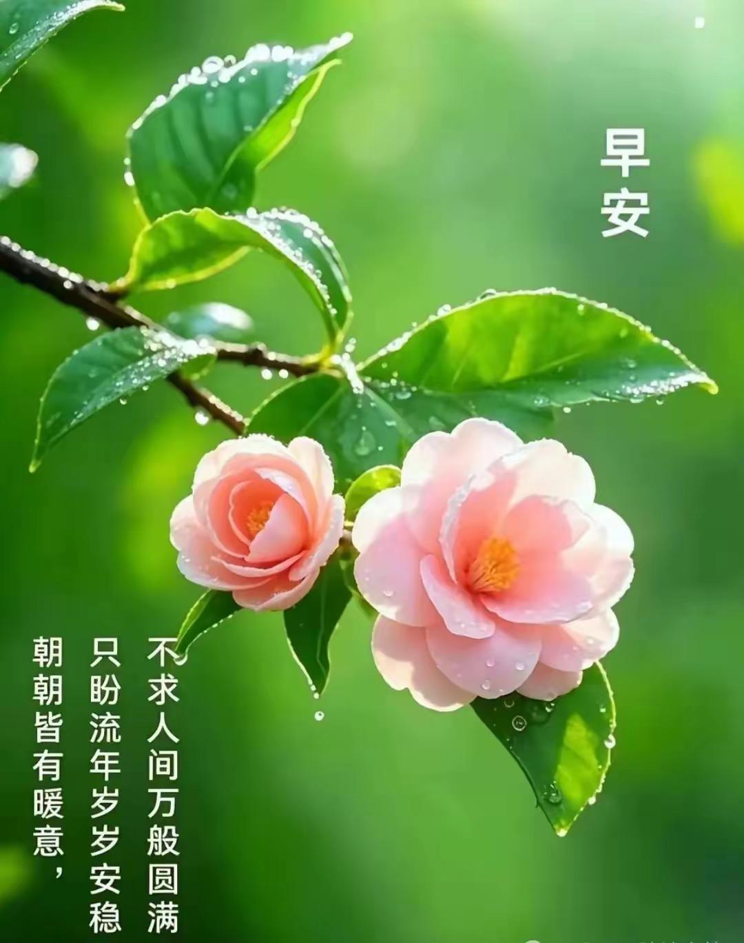 七言诗《晨安寄福》

笑靥盈眸迎晓晨，
开篇吉语赠高人。
常相惦念心头暖，
幸得