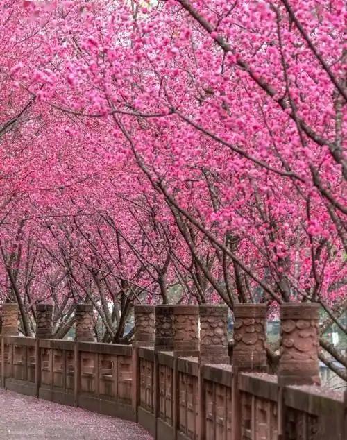 “起运时需低调避祸”的核心逻辑，结合具体情境调整语言风格与隐喻，确保适用性与感染