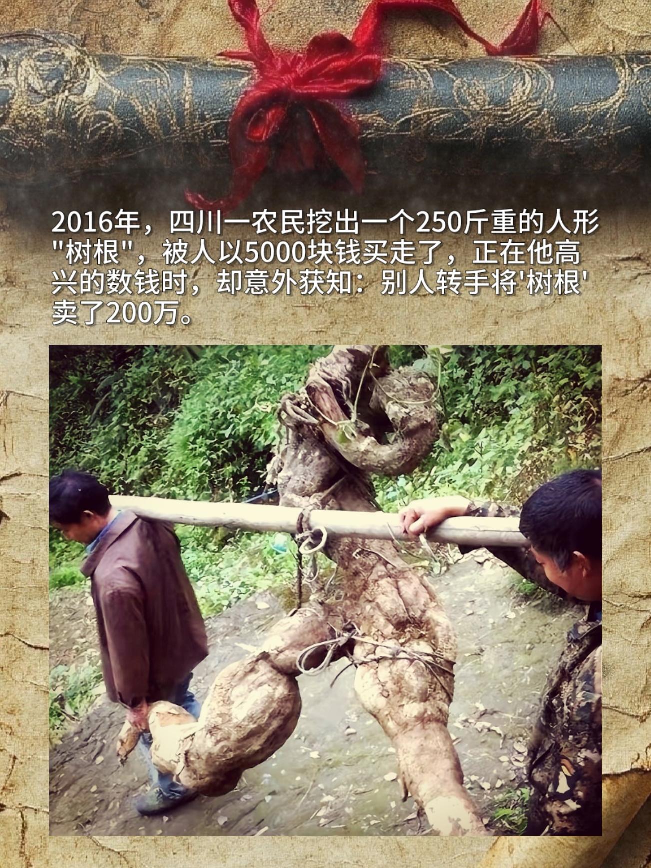 2016年，四川一农民挖出一个250斤重的人形"树根"，被人以5000...