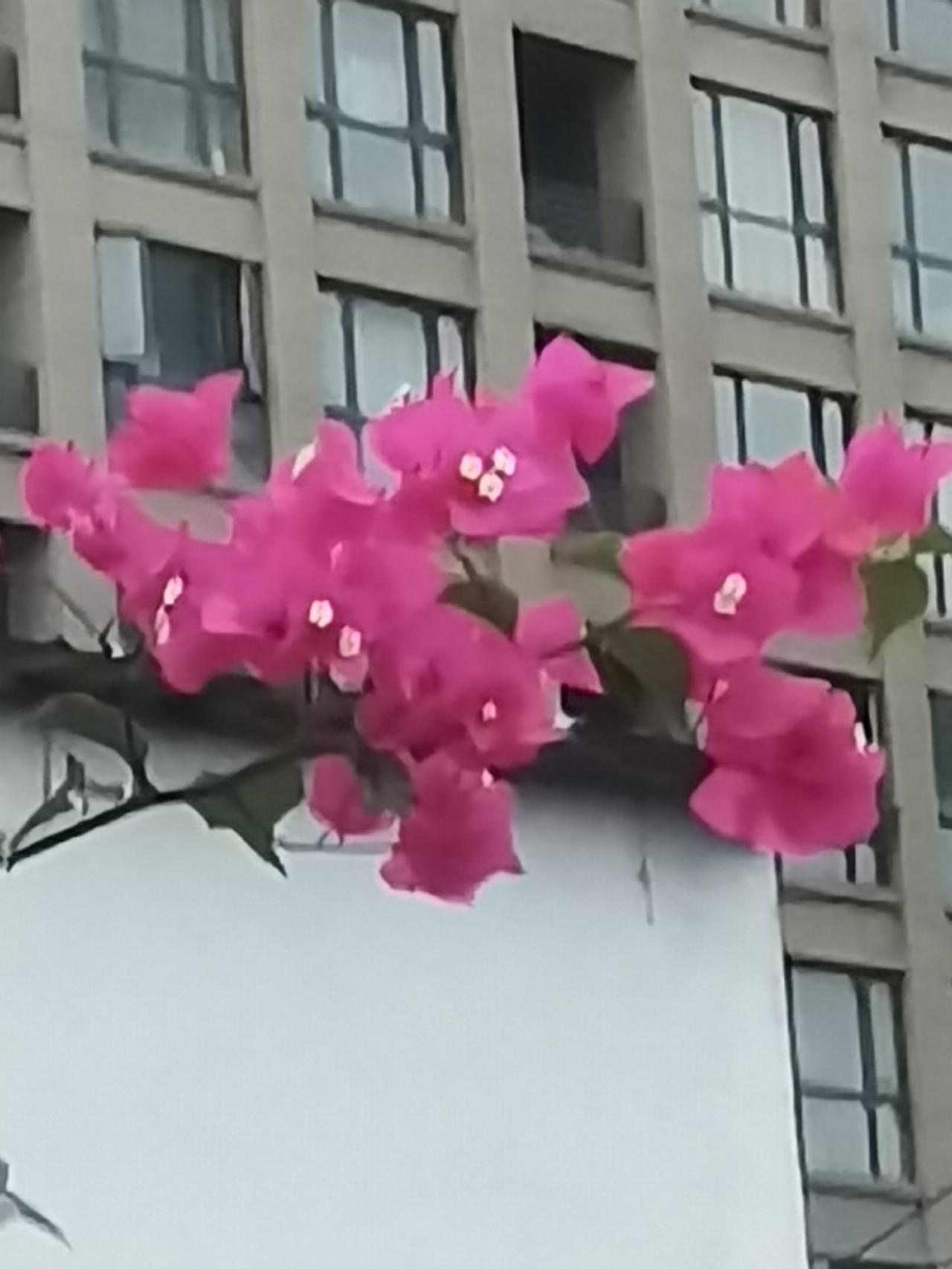 八月好运《谁说梅花没有泪》郭津彤，《梅花》宋代王安石：
墙角数枝梅，凌寒独自开。