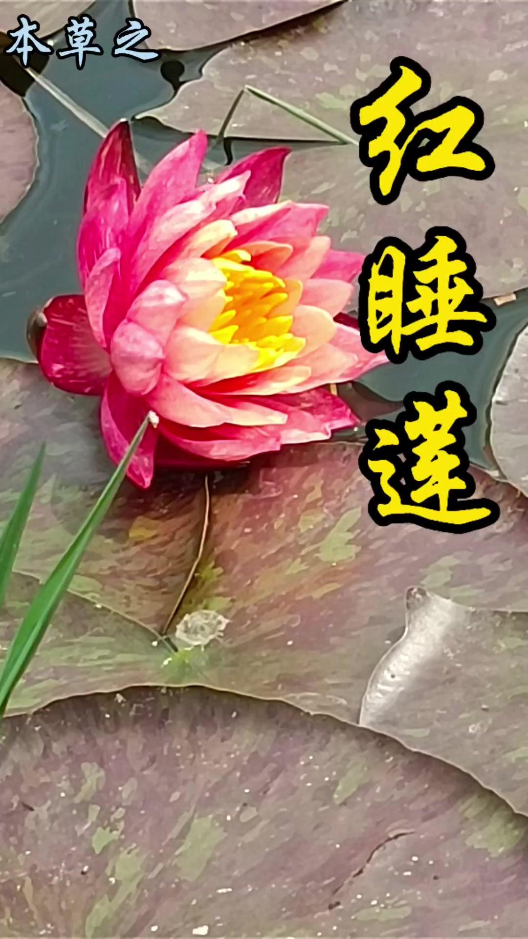 1️⃣花朵特征：花瓣外侧深玫红，花心部位亮金黄，双色渐变超迷人。花型呈星状或碗状