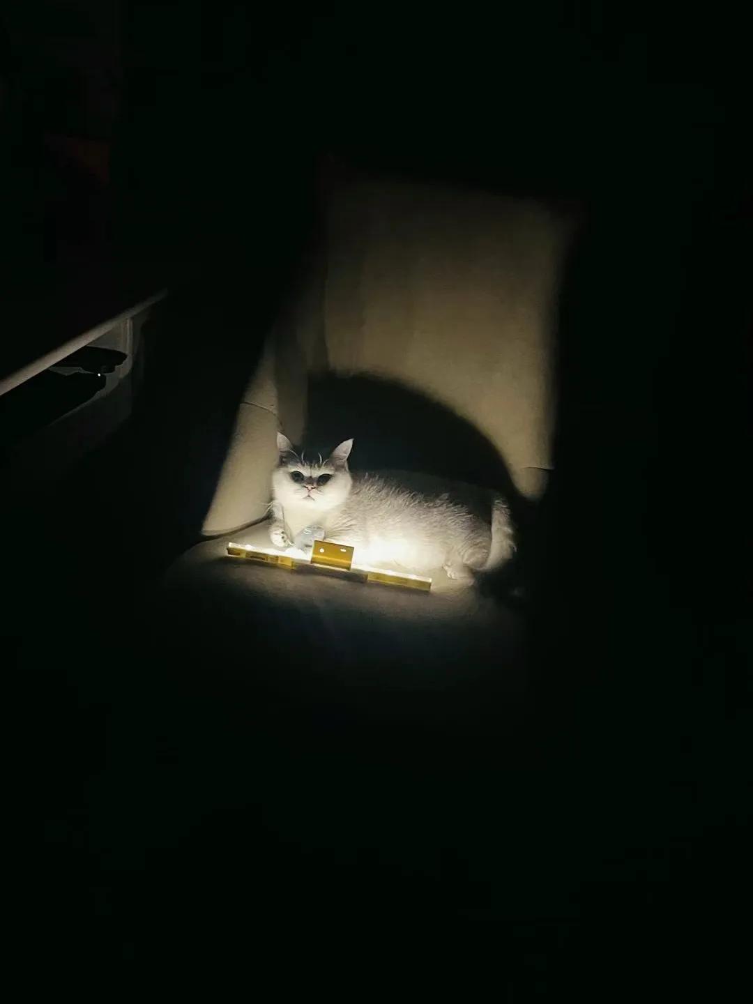 喵星人的万圣节道具十分简单，意骇！
（乐跑小姐姐的杰作）
#猫咪# #萌宠#