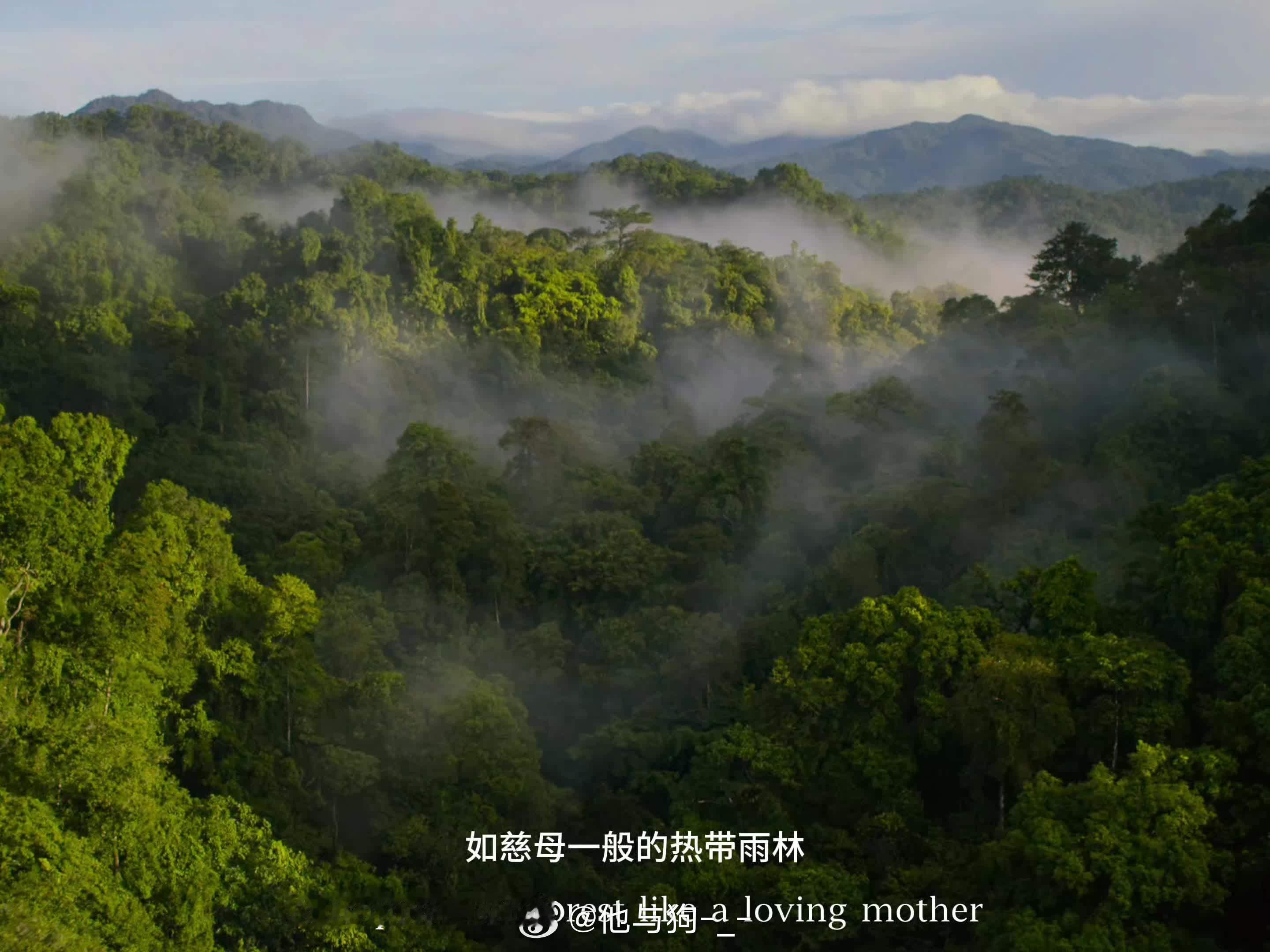 热带雨林是最生机富饶满含大自然气息的地方奇妙生物圈动物科普 ​​​