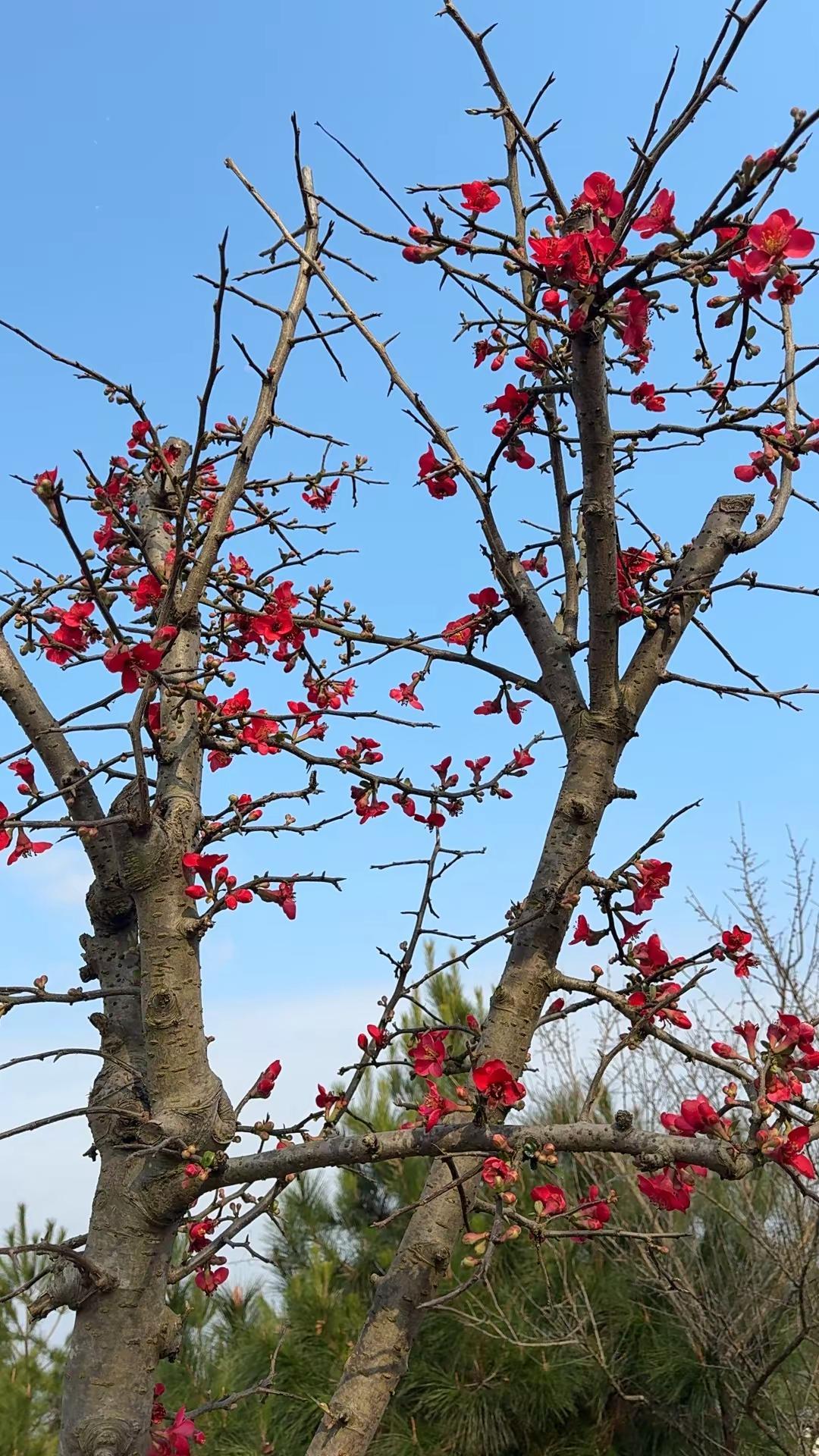 花开富贵好运来，春暖花开奔你而来