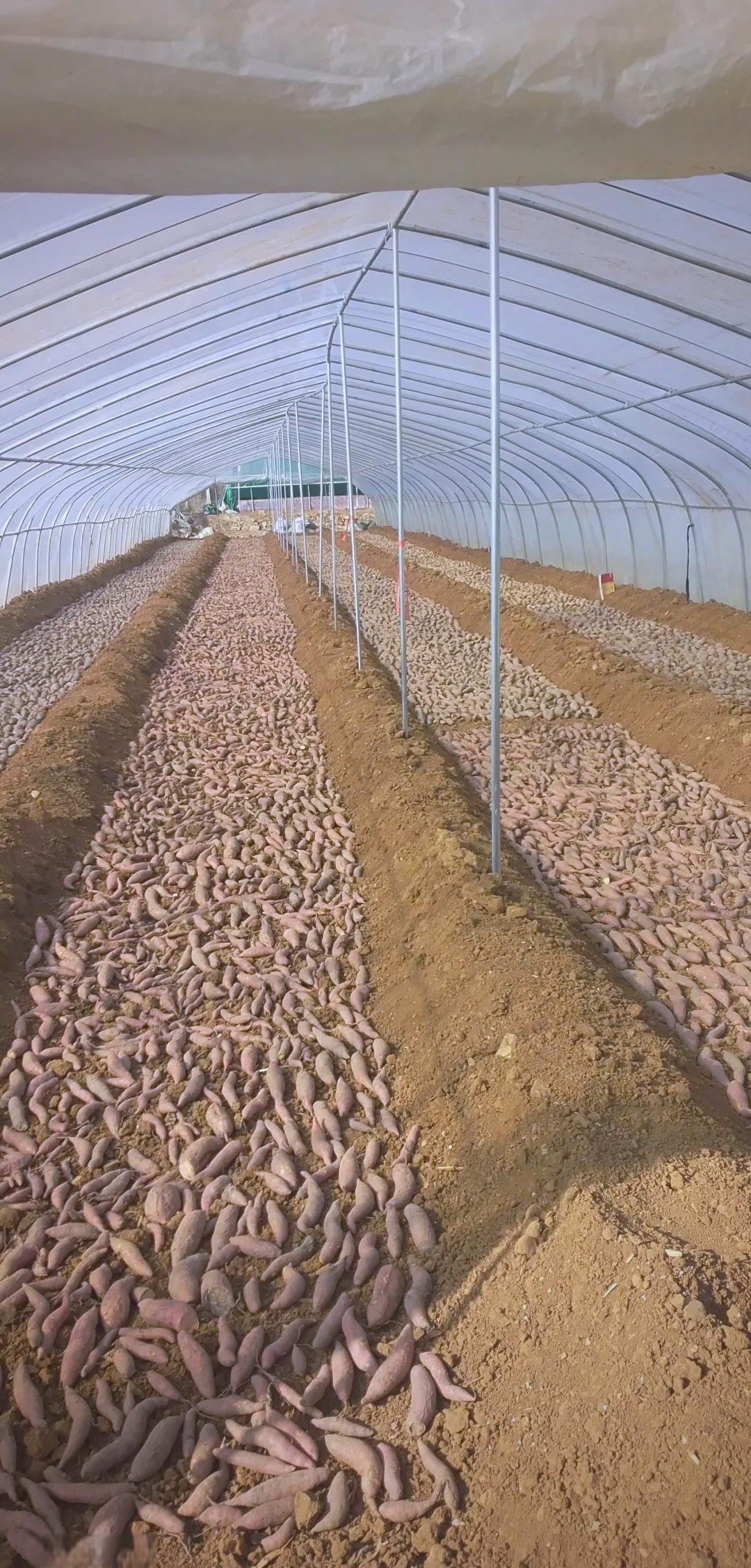 蔓头苗（大田苗/顶端苗）比苗床苗（种薯育苗）更高产，增产幅度普遍在15%–30%