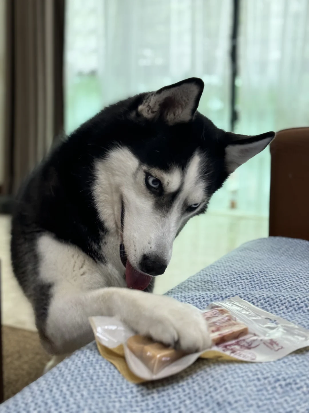 🇸🇬 给福妞新入的磨牙奶酪棒