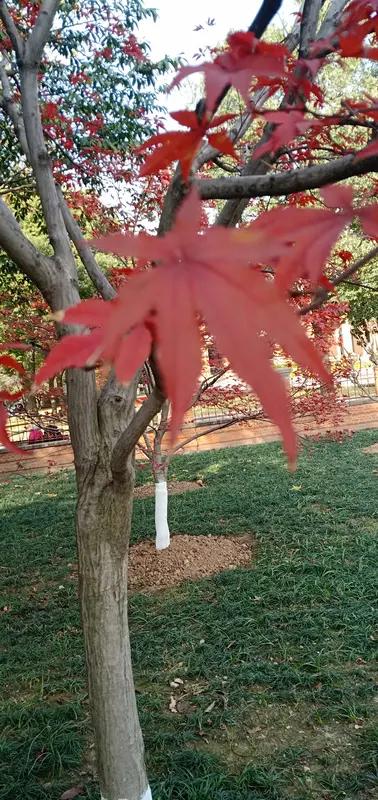 这首《七绝•枫情暗许》韵味十足！“老树霜欺叶诉愁”，起笔便勾勒出悲凉的意境，老树