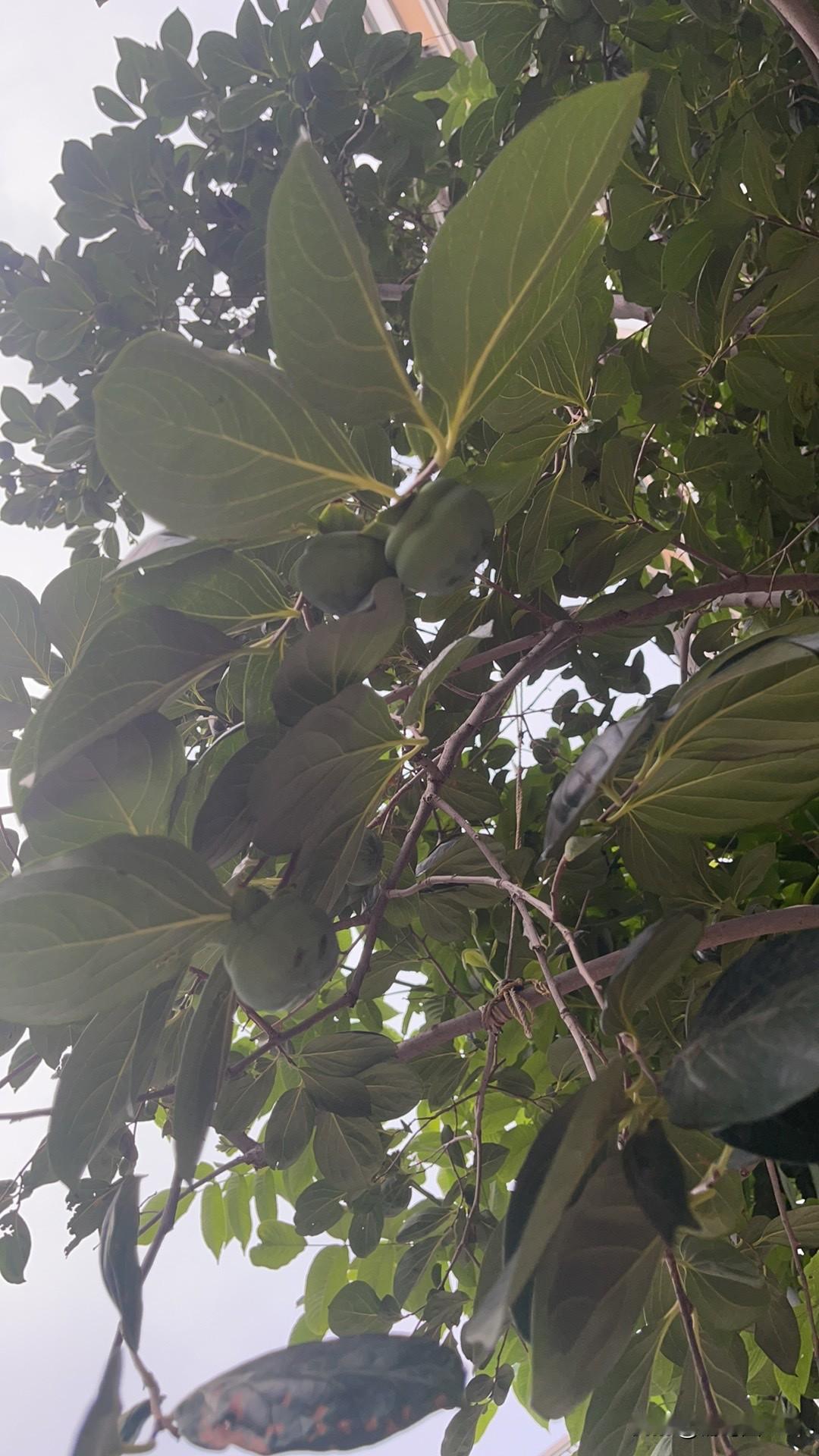 以色列最近打真主党……
安排的很很到位，没有了伊朗，真主党就是孤雁难飞！