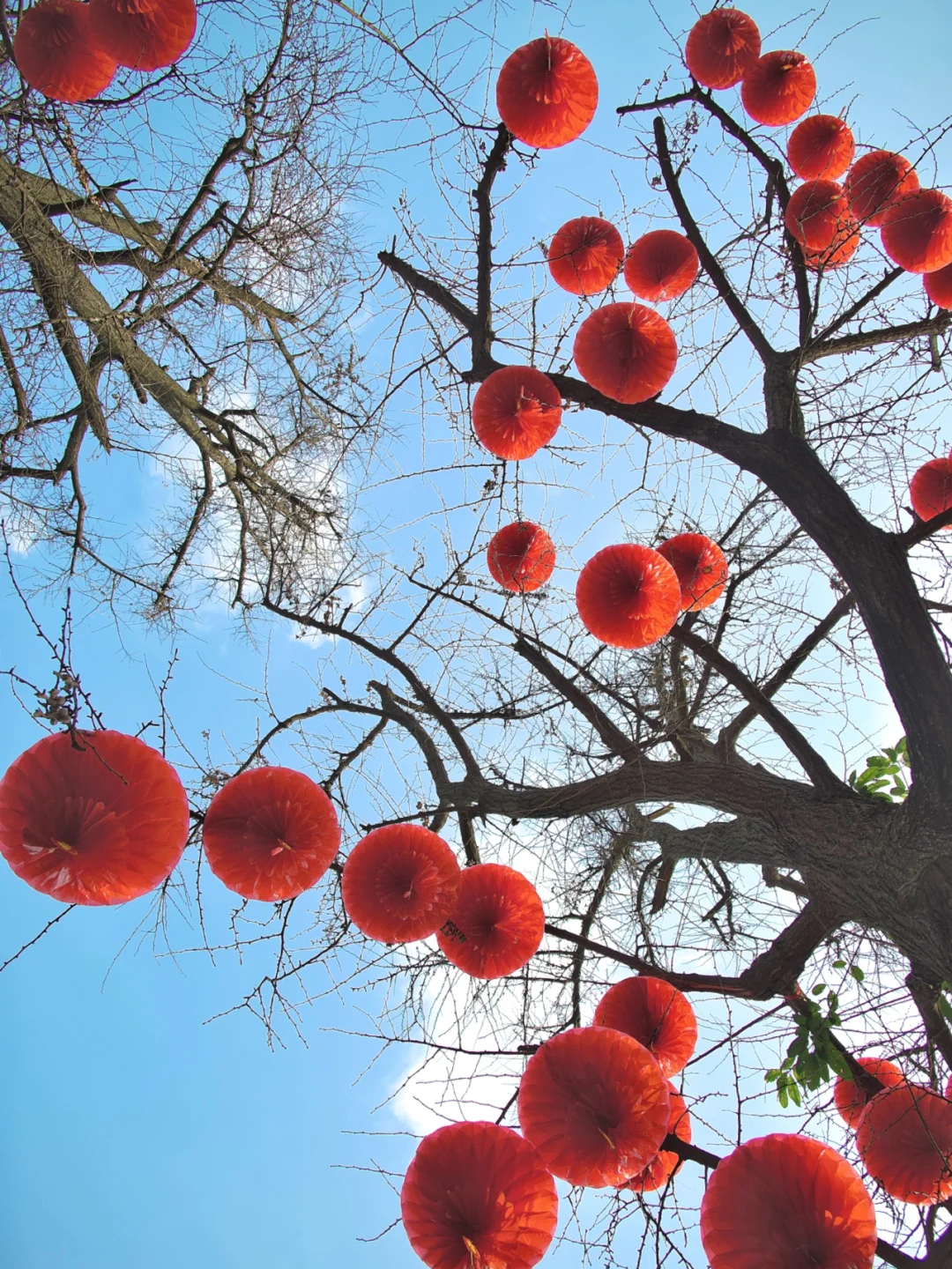 小红一下｜拍拍成都街头的年味📸