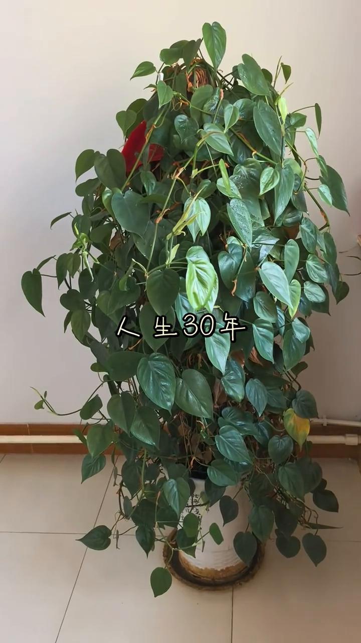 人生30年。
这段话送给所有人：人生最长，也就是三个三十年。
·第一个三十年，为