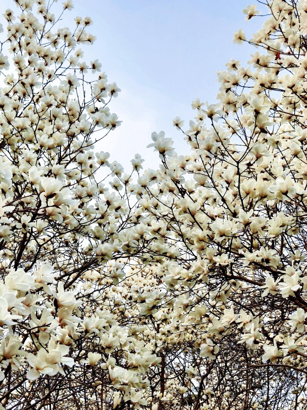 睦南公园赏玉兰，微风一过香满园，洁白似雪枝头颤，玉兰一树雪盈肩，游人纷纷来打卡，