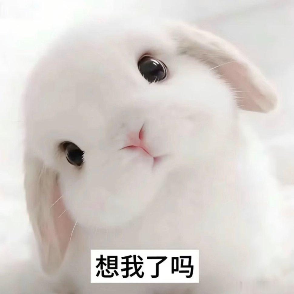 兔兔表情包~ 