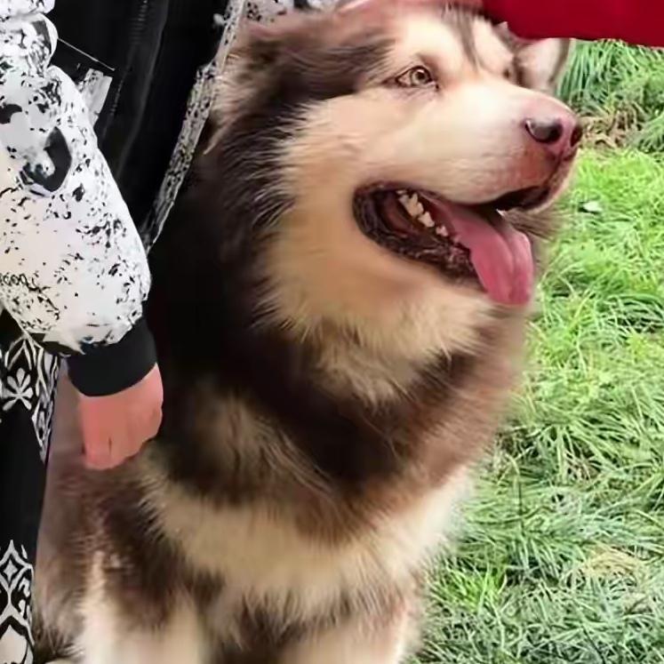 江苏王女士养了7年的阿拉斯加托卜，从小就有咬人毛病，近8个月更是咬了3次人。前两