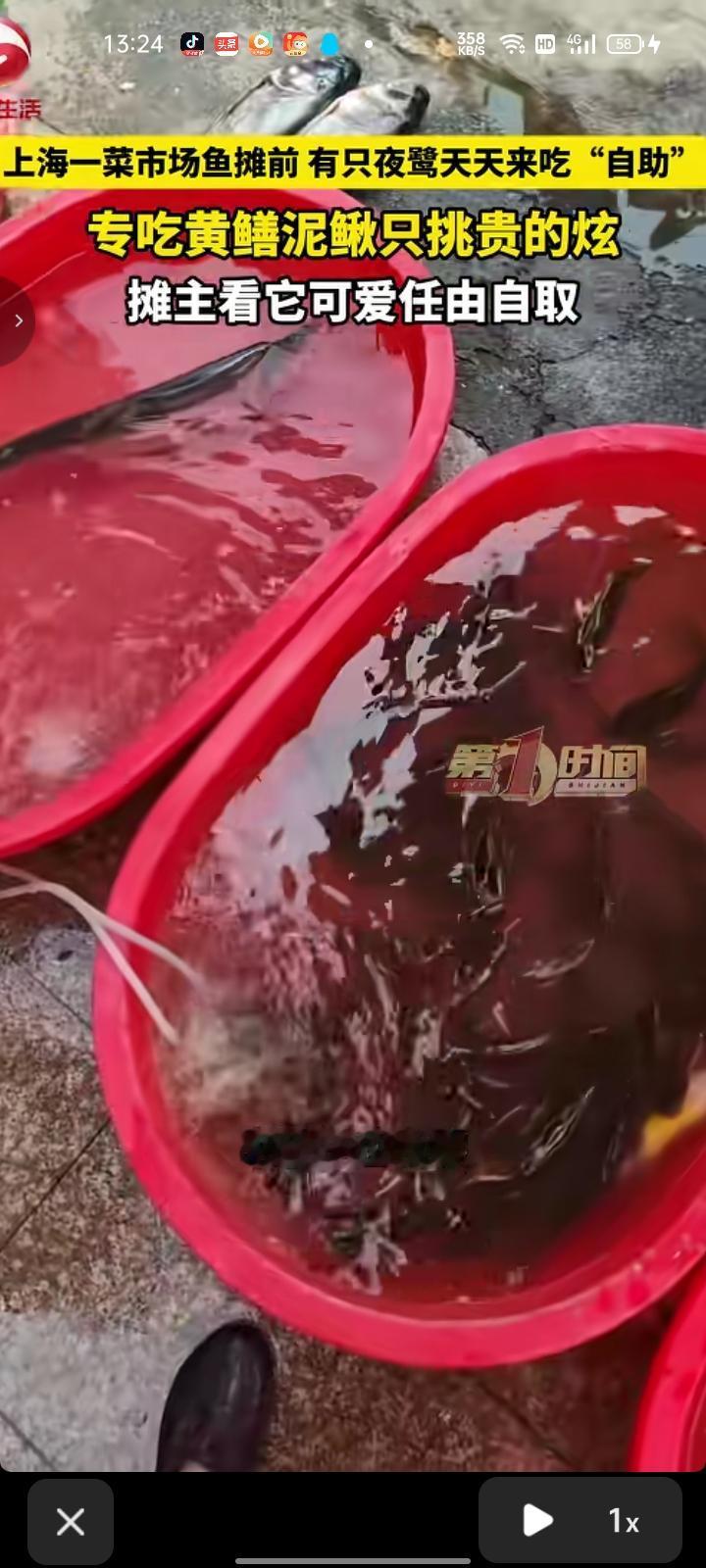6月30日，上海。菜市场鱼摊前来了位“食客”，天天准时来自助干饭，踩在鱼盆边上精