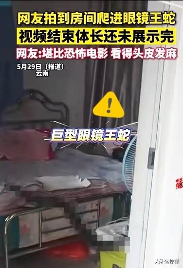 云南有个大姐进卧室准备睡觉，听见衣柜底下有响动。

一开始她以为是老鼠在闹腾，蹑
