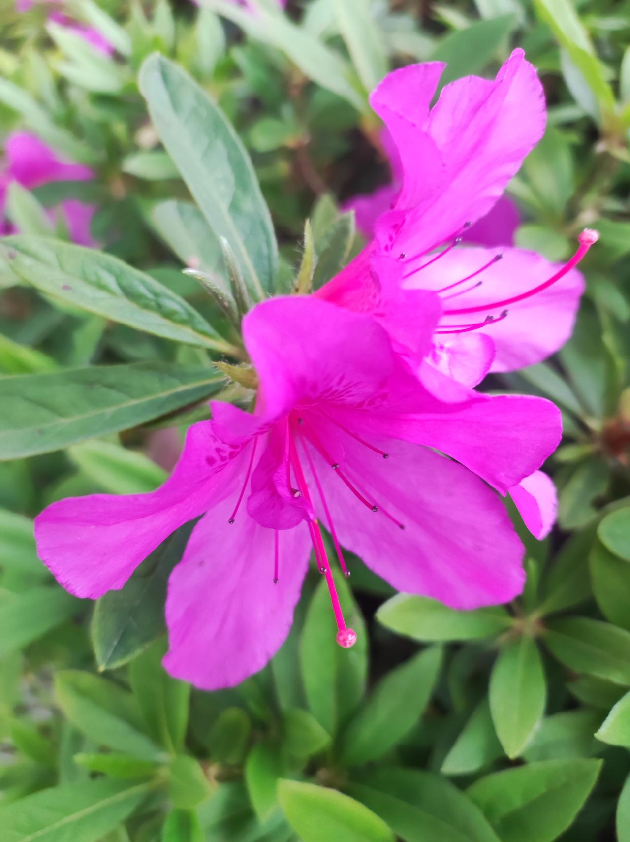杜鹃花

感觉杜鹃花千篇一律，没想拍它。可今天遇到的两处粉色的杜鹃花，实在是太多