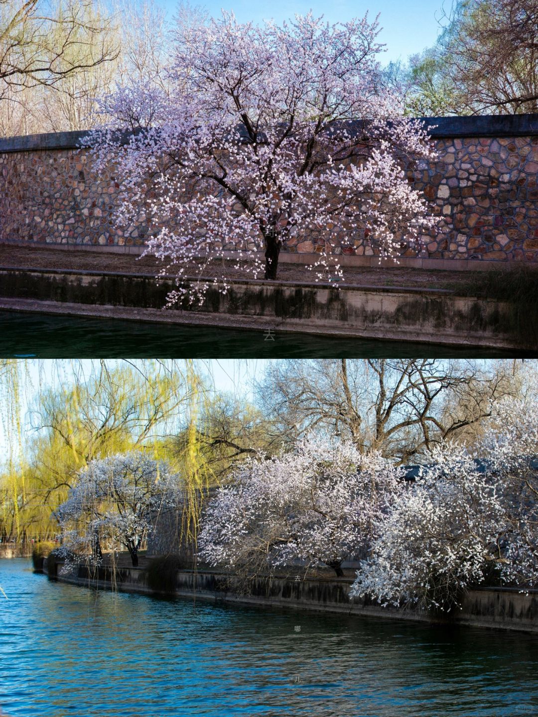 颐和园这条无人柳岸桃花溪，才叫春和景明！