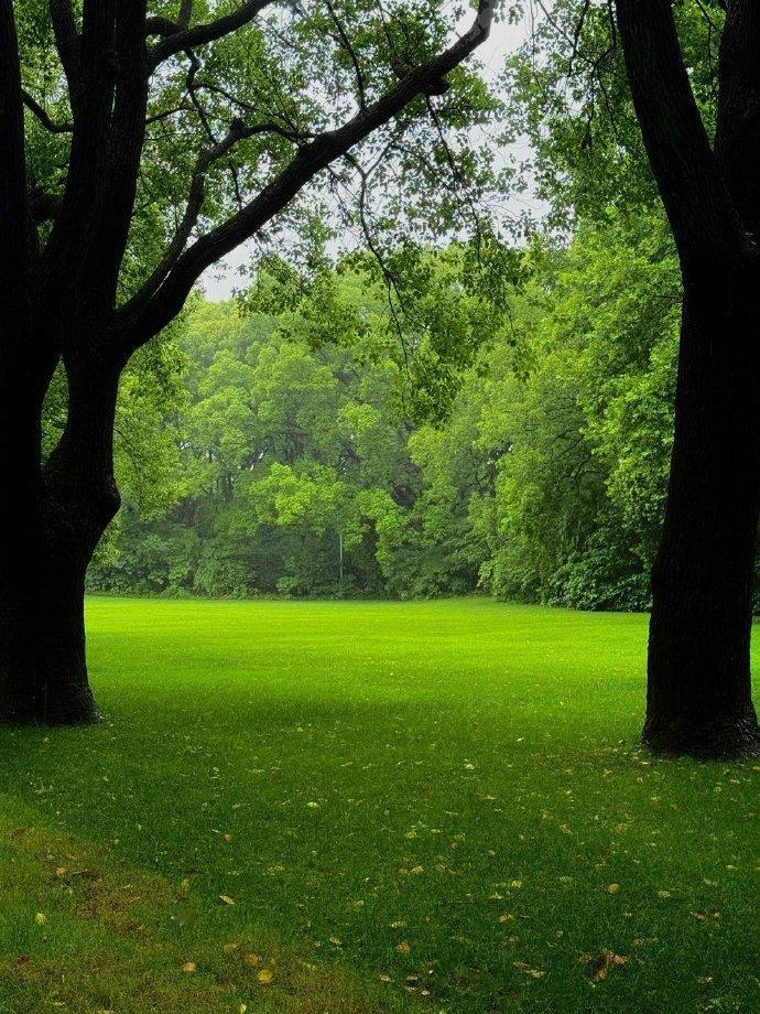 在喧嚣的世界里，一抹生机勃勃的绿意，如同心灵的慰藉。🌿让心灵在自然的怀抱中得以