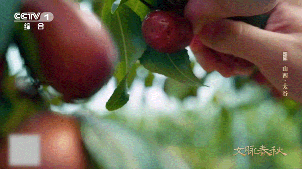 这颗枣在山西甜了千年 千年古树至今仍在挂果 春秋的风还在枣叶间穿梭，千年古树年年