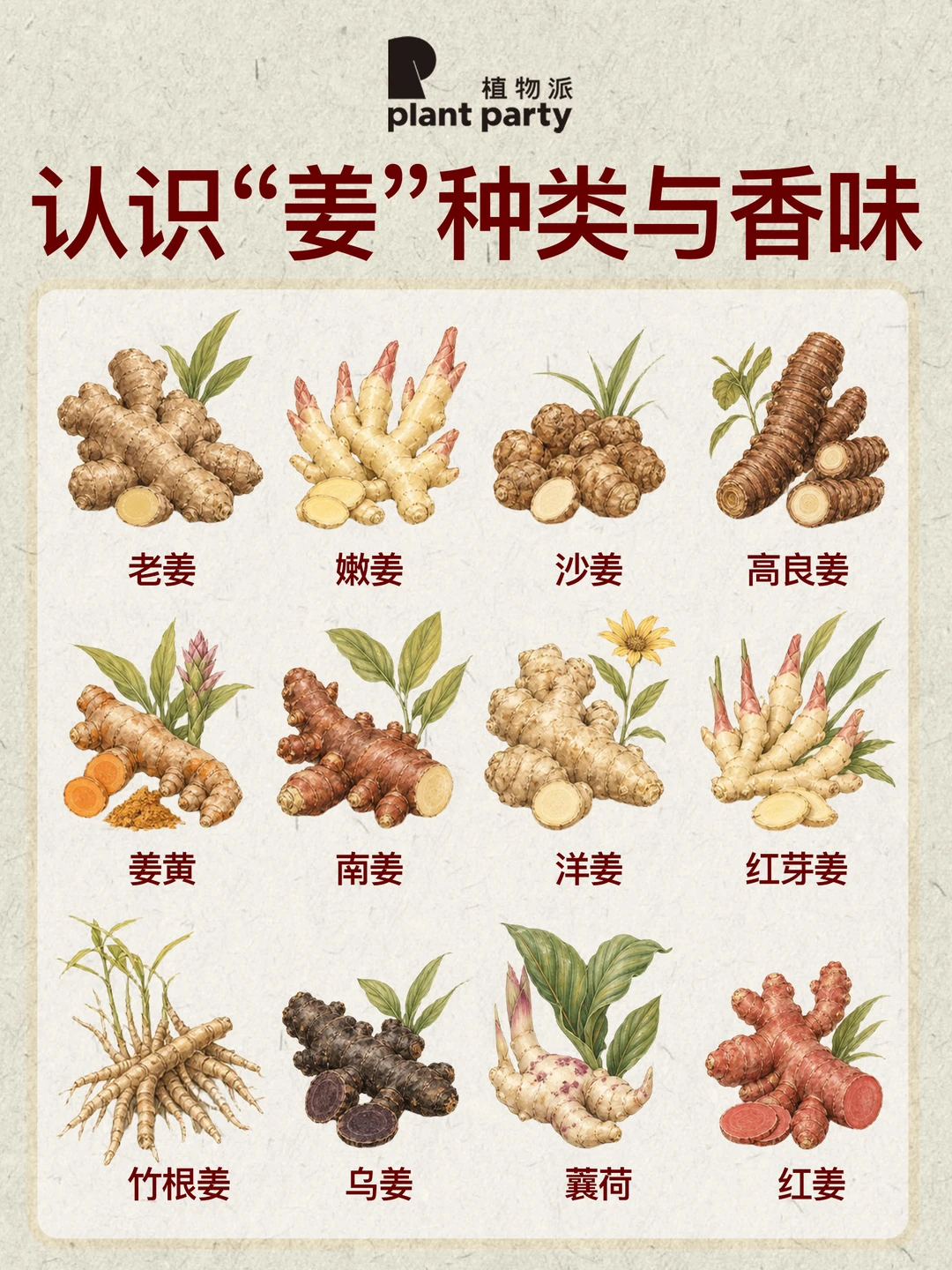 不同品种姜的味道与香气🫚