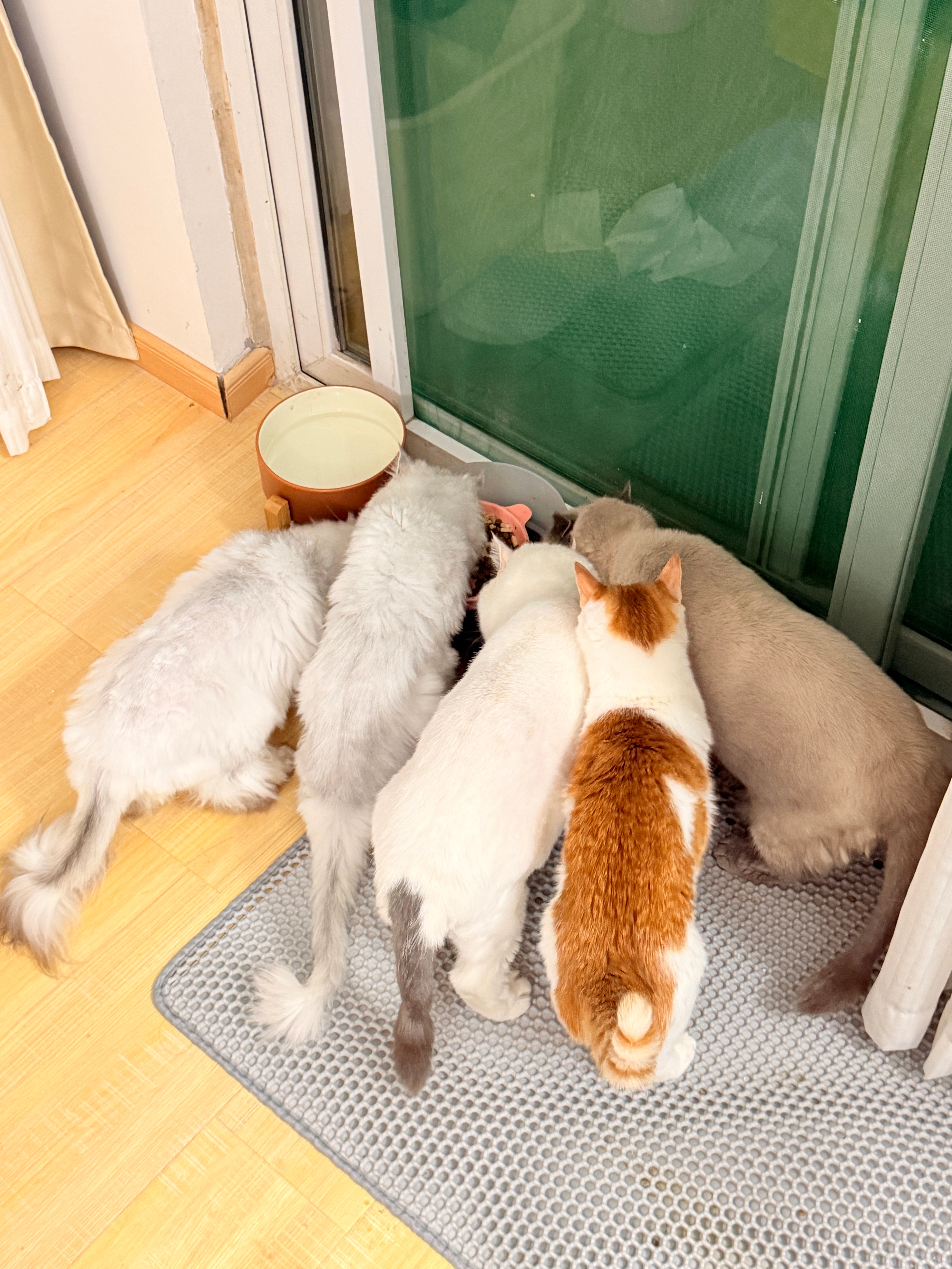 每天睡十个小时 睡的猫的饭碗吃的干干净净把它们饿死了。 