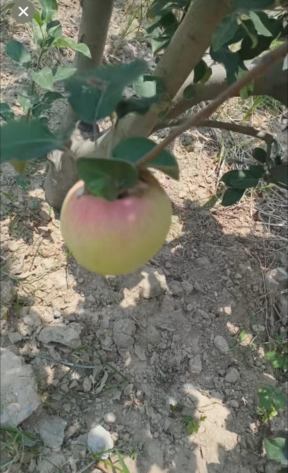家里苹果树居然结果了，有一个果子已经开始泛红，看着甚是喜人，也许，这就是自建房的