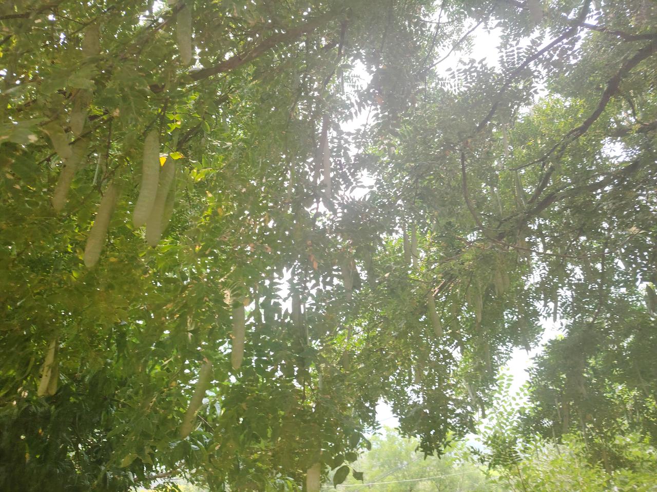 分享一张最近随手拍的照片果实累累