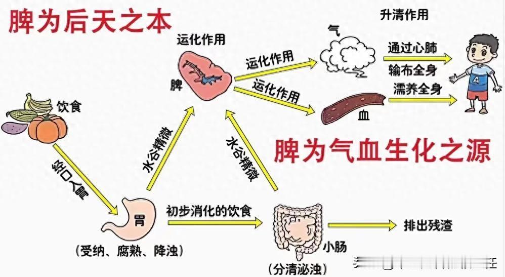 儿科医生告诉你一个长高“鼻祖方”，适合矮小但不想打生长激素的孩子


一碗健脾四