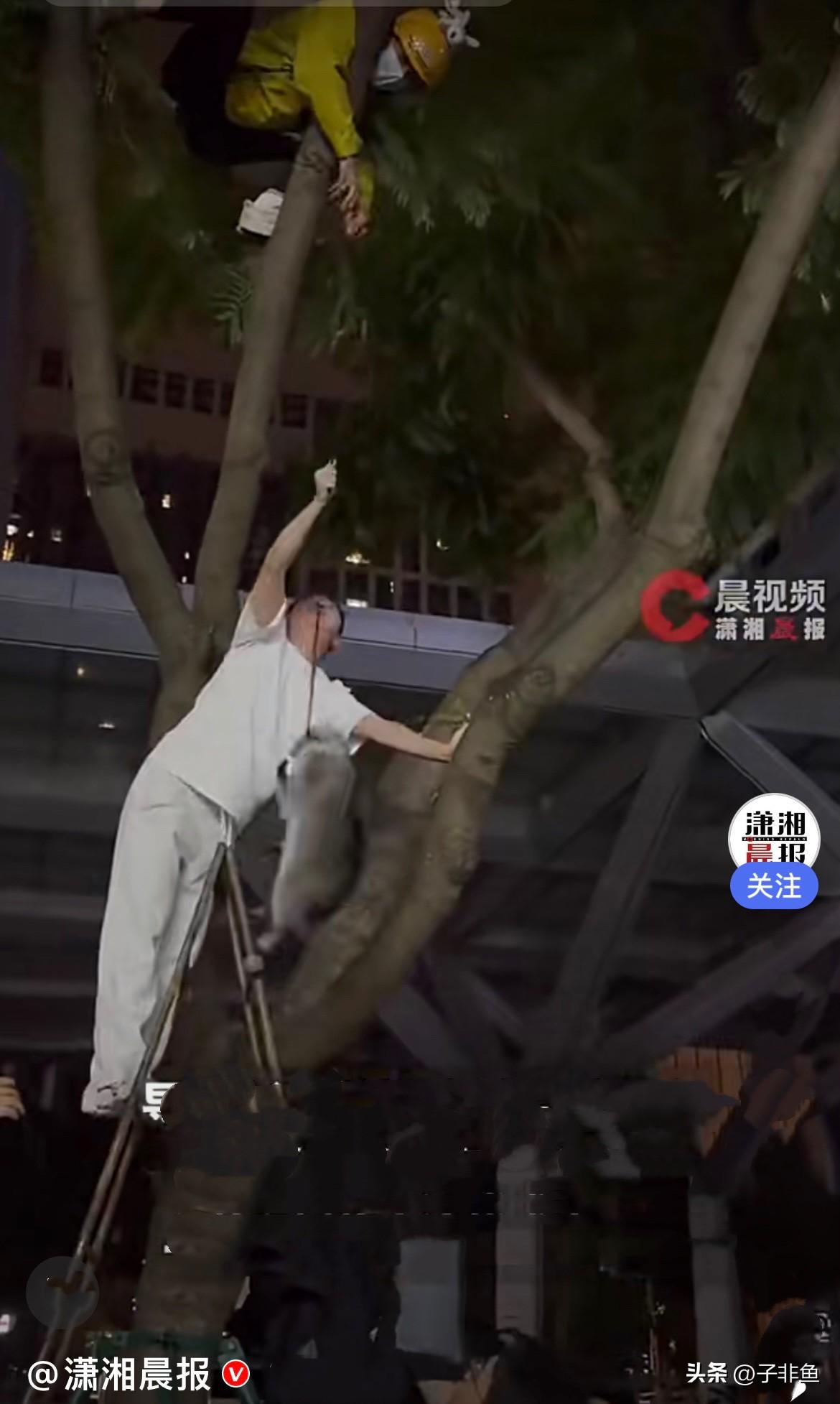 近日，四川成都街头发生了一幕又可爱的趣事……
         一位女生牵着一只